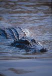 Florida Alligator Photo