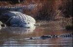 Florida Alligator Photo