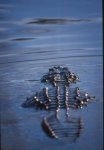 Florida Alligator Photo