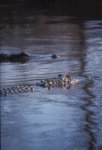 Florida Alligator Photo