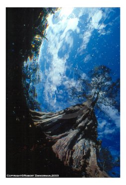 Aquatic Landscapes 10
