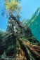 Underwater Photography
