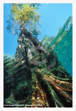 Aquatic Landscapes 11