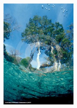 Aquatic Landscapes 1