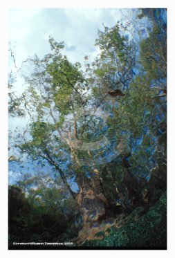 Aquatic Landscapes 2