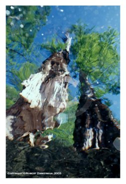 Aquatic Landscapes 7