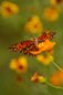 Butterfly Nature Photo