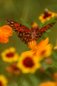 Butterfly Nature Photo