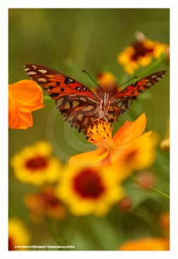 Bees, Butterflies & Flowers 10