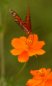 Butterfly Nature Photo