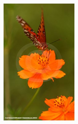 Bees, Butterflies & Flowers 11