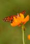 Butterfly Nature Photo