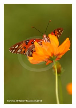 Bees, Butterflies & Flowers 12