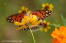 Butterfly Nature Photo