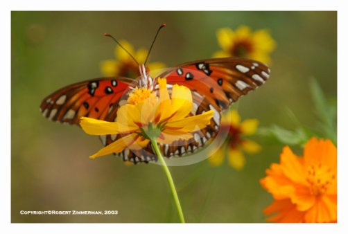 Bees, Butterflies, Flowers 13 Art Print