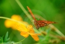 Butterfly Nature Photo
