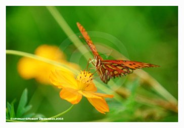 Bees, Butterflies & Flowers 14