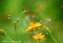Butterfly Nature Photo