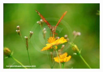 Bees, Butterflies & Flowers 15