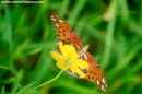 Butterfly Nature Photo