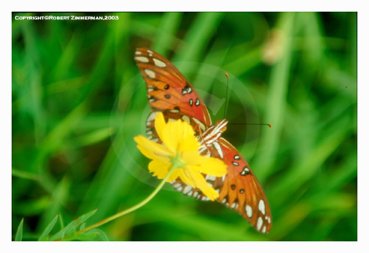 Bees, Butterflies & Flowers 16