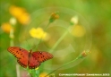 Butterfly Nature Photo
