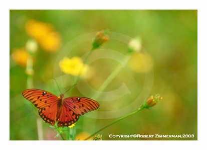Bees, Butterflies, Flowers 17 Art Print