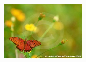 Bees, Butterflies & Flowers 17