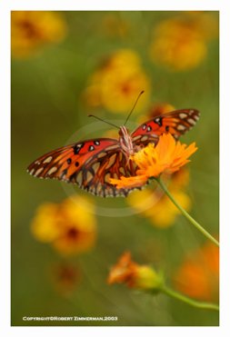 Bees, Butterflies & Flowers 1