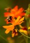 Bees and Flowers Nature Photography