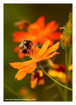 Bees, Butterflies & Flowers 2