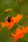 Bees and Flowers Nature Photography