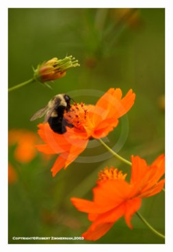 Bees, Butterflies & Flowers 3