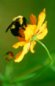 Bees and Flowers Nature Photography