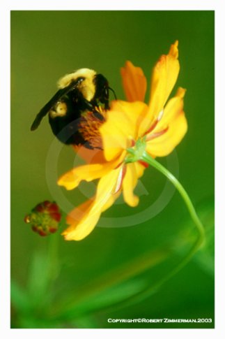Bees, Butterflies, Flowers 4 Art Print