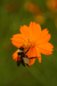 Bees and Flowers Nature Photography