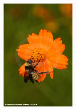 Bees, Butterflies & Flowers 5