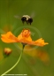 Bees and Flowers Nature Photography