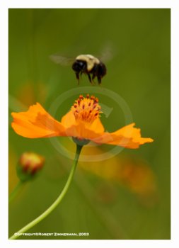 Bees, Butterflies & Flowers 5