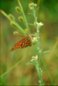 Butterfly Nature Photo