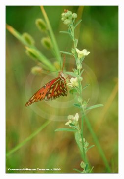 Bees, Butterflies & Flowers 7