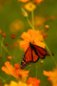 Butterfly Nature Photo