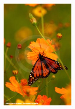 Bees, Butterflies & Flowers 8