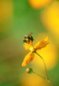 Bees Nature Photo