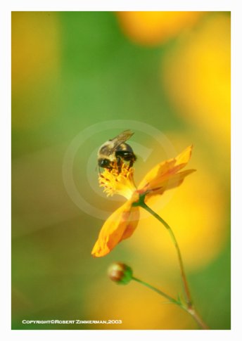 Bees, Butterflies, Flowers 9 Art Print