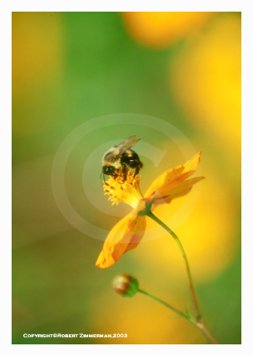 Bees, Butterflies & Flowers 9