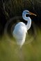 Nature Photography - Great Heron