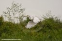 Nature Photography - Birds