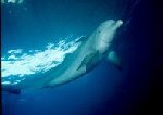 Bottlenose Dolphin Photo