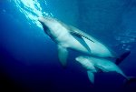 Bottlenose Dolphin Photo